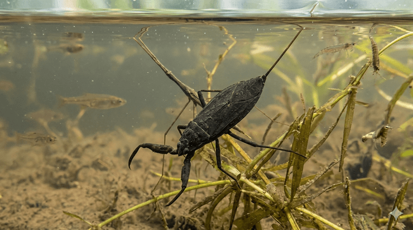 Water Scorpion